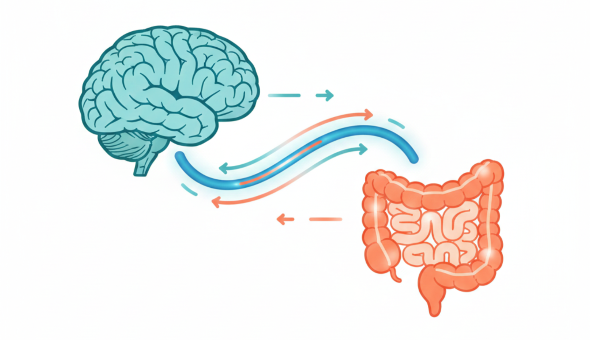 Infográfico ilustrando a comunicação entre o intestino e o cérebro através do nervo vago.
